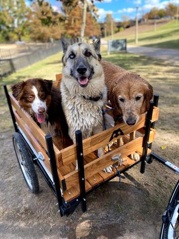 DIY Dog Wagon