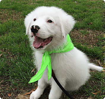 A happy white puppy wearing a green Milunova bandana on the grass