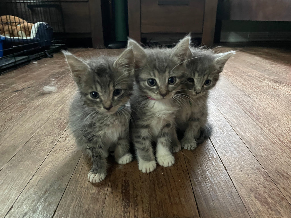 The Wright Family of Kittens