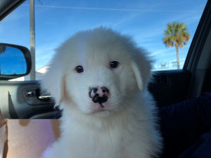 Blizzard | Half Polar Bear, Half Puppy