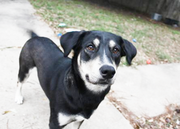 A panting rescue dog wagging its tail