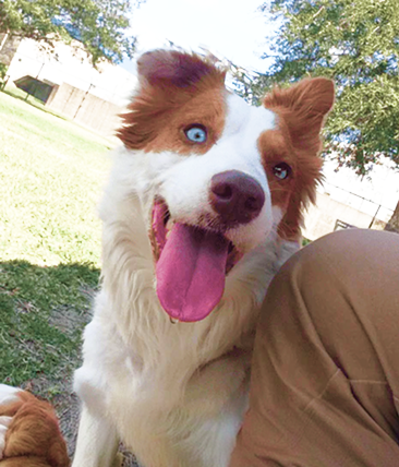 A happy white-and-brown rescue dog with its tongue out