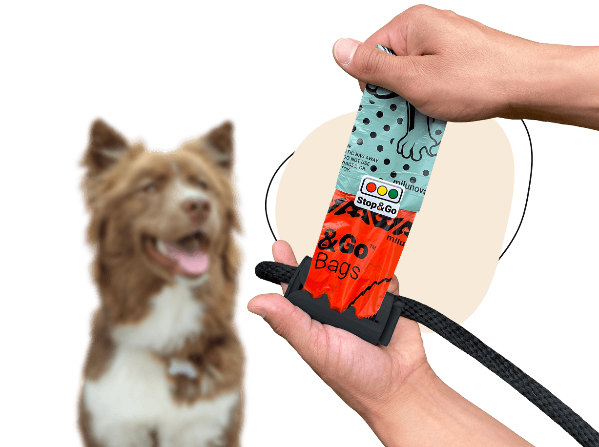 A happy Australian Shepherd beside a hand holding a roll of Stop & Go color-changing dog poop bags on a leash