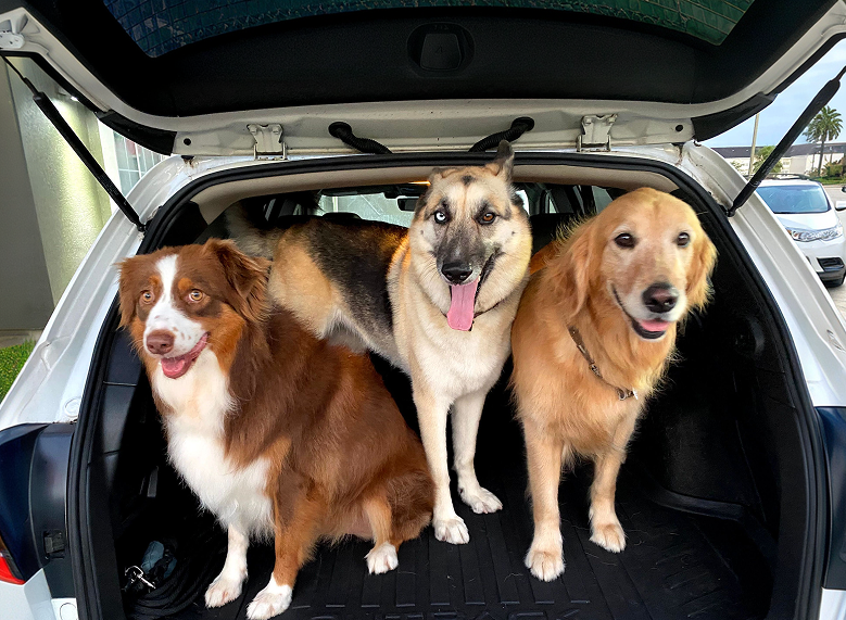 Millie, Luna and Nova, the three Milunova dogs, sitting together in a car trunk