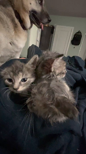 Two gray kittens cuddled together after a bath
