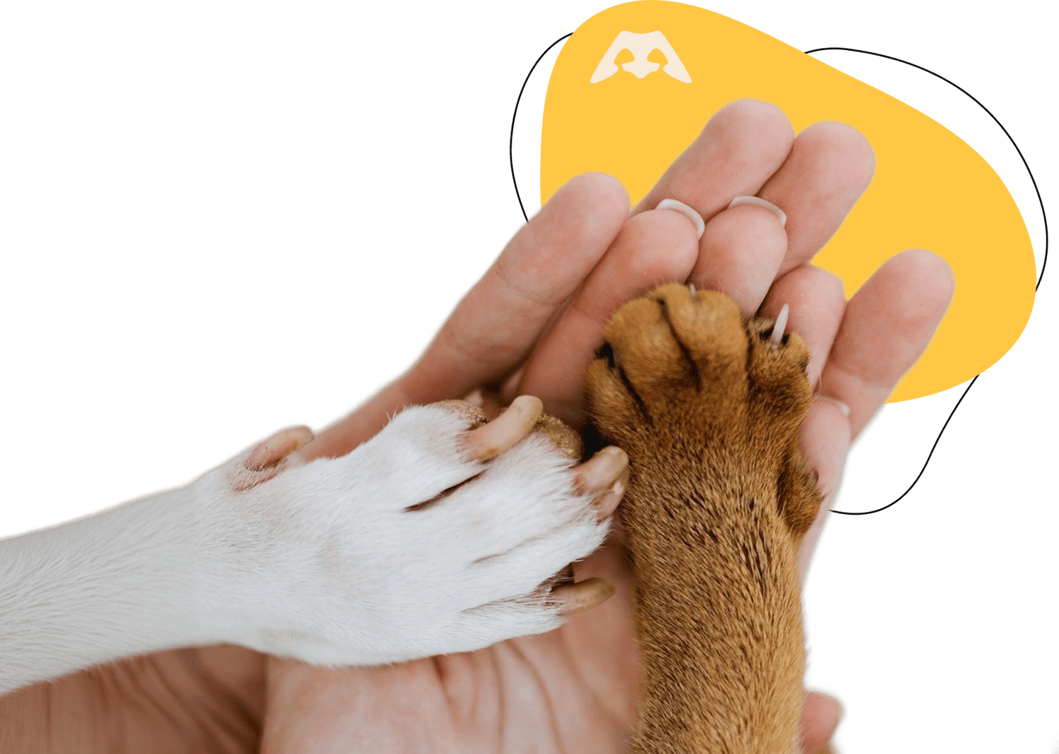 A person's hands gently cradling the paws of two rescued dogs in a high-five