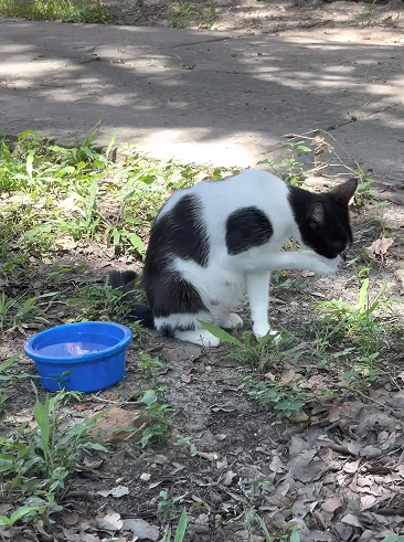 A pregnant rescue cat resting