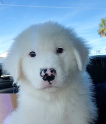 A fluffy white puppy portrait