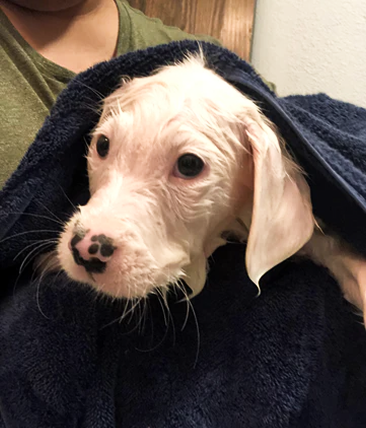 A freshly bathed puppy wrapped in a dark towel