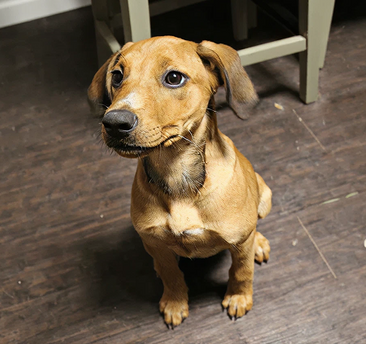 A dachshund puppy sitting and looking at the camera