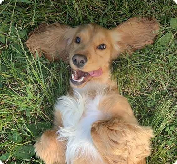 Poppy, a golden retriever puppy, lying happily on the grass