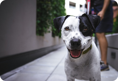 Poppy, a black-and-white dog, smiling on a city sidewalk during a walk