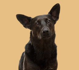 Poppy, a sleek black dog, sitting against a warm tan backdrop