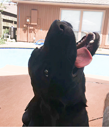 A smiling rescue puppy